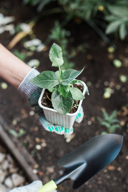 La mano del giardiniere della donna in guanti tiene la piantina del piccolo albero di mele nelle sue mani che si preparano a piantare