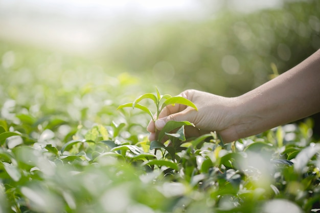 La mano del primo piano con la raccolta delle foglie di tè fresche nell&#39;azienda agricola organica naturale del tè verde