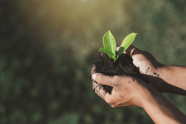 la mano del ragazzino che tiene un giorno verde della terra dell'alberello Nelle mani degli alberi che piantano gli alberelli Ridurre