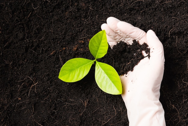 La mano del ricercatore donna indossa guanti piantine sono un albero verde che cresce piantando su suolo nero