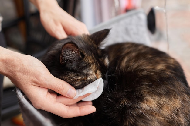 La mano del veterinario femminile che tiene un cotton fioc per pulire lo sporco dall'occhio di gatto bianco nel concetto di controllo sanitario