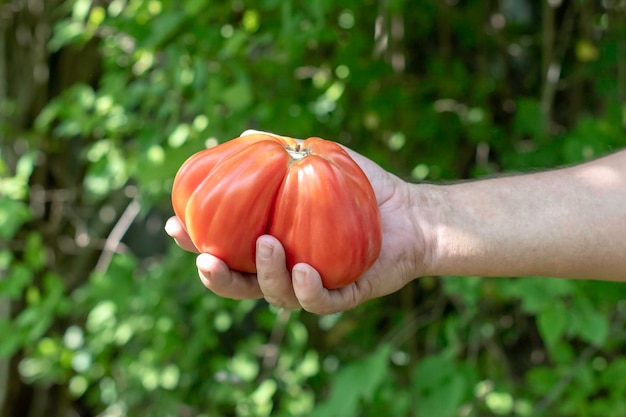 La mano dell'agricoltore tiene un concetto di giardinaggio domestico di cibo ecologico maturo maturo