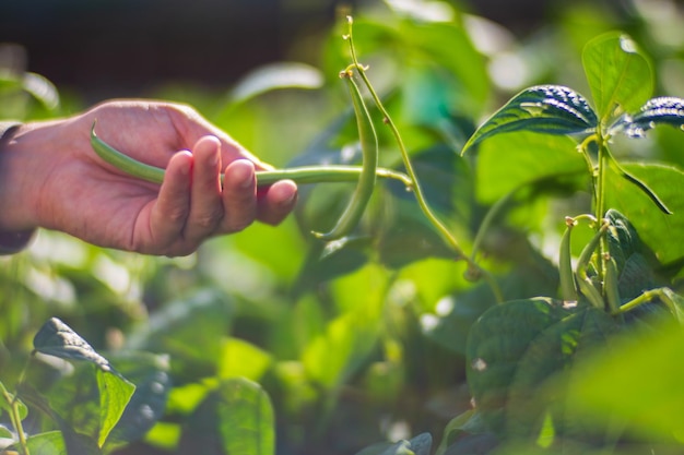La mano dell'agricoltore tocca da vicino le colture agricole Coltivazione di ortaggi in giardino Cura e manutenzione del raccolto Prodotti rispettosi dell'ambiente