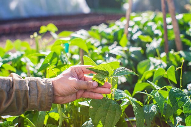 La mano dell'agricoltore tocca da vicino le colture agricole Coltivazione di ortaggi in giardino Cura e manutenzione del raccolto Prodotti rispettosi dell'ambiente