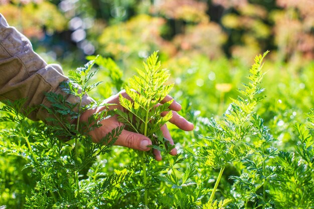 La mano dell'agricoltore tocca da vicino le colture agricole Coltivazione di ortaggi in giardino Cura e manutenzione del raccolto Prodotti rispettosi dell'ambiente