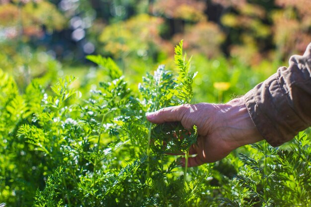 La mano dell'agricoltore tocca da vicino le colture agricole Coltivazione di ortaggi in giardino Cura e manutenzione del raccolto Prodotti rispettosi dell'ambiente