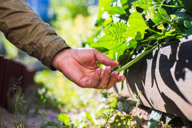 La mano dell'agricoltore tocca da vicino le colture agricole Coltivazione di ortaggi in giardino Cura e manutenzione del raccolto Prodotti rispettosi dell'ambiente