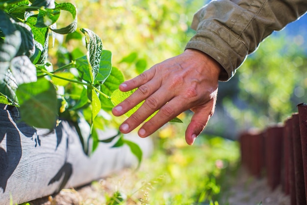 La mano dell'agricoltore tocca da vicino le colture agricole Coltivazione di ortaggi in giardino Cura e manutenzione del raccolto Prodotti rispettosi dell'ambiente