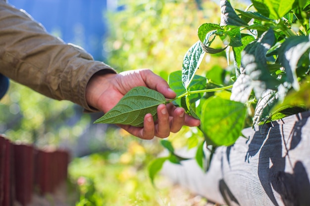 La mano dell'agricoltore tocca da vicino le colture agricole Coltivazione di ortaggi in giardino Cura e manutenzione del raccolto Prodotti rispettosi dell'ambiente