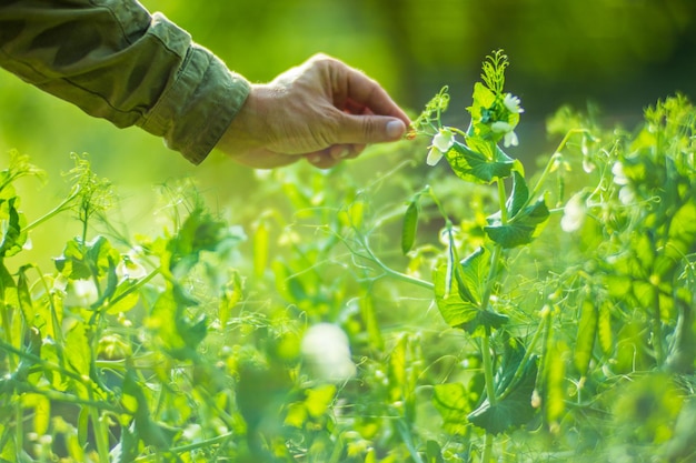 La mano dell'agricoltore tocca da vicino le colture agricole Coltivazione di ortaggi in giardino Cura e manutenzione del raccolto Prodotti rispettosi dell'ambiente