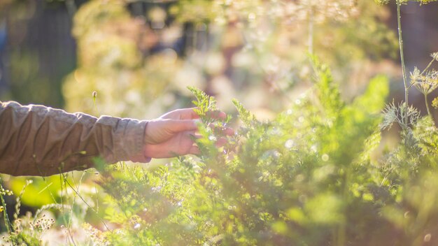 La mano dell'agricoltore tocca da vicino le colture agricole Coltivazione di ortaggi in giardino Cura e manutenzione del raccolto Prodotti rispettosi dell'ambiente