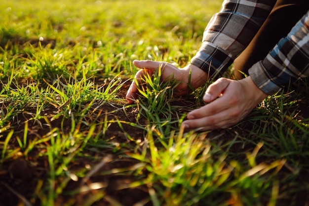 La mano dell'agricoltore tocca le foglie verdi di grano giovane in campo Piantine di grano giovane verde nelle mani