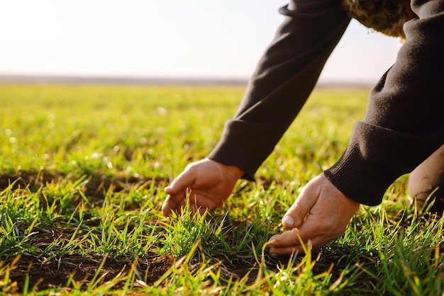 La mano dell'agricoltore tocca le foglie verdi di grano giovane in campo Piantine di grano giovane verde nelle mani