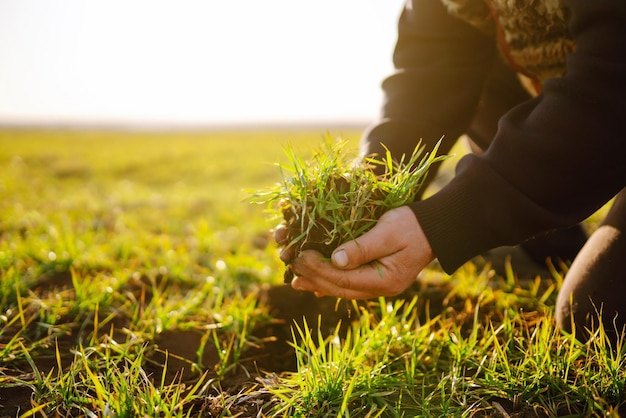 La mano dell'agricoltore tocca le foglie verdi di grano giovane nel campo Piantine di grano giovani verdi nelle mani