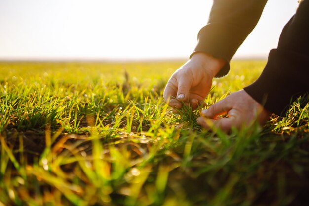 La mano dell'agricoltore tocca le foglie verdi di grano giovane nel campo Piantine di grano giovani verdi nelle mani