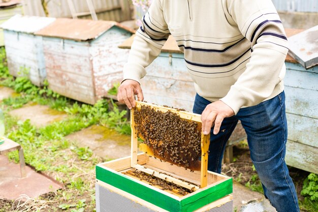 la mano dell'apicoltore tiene i favi mangiati vuoti.