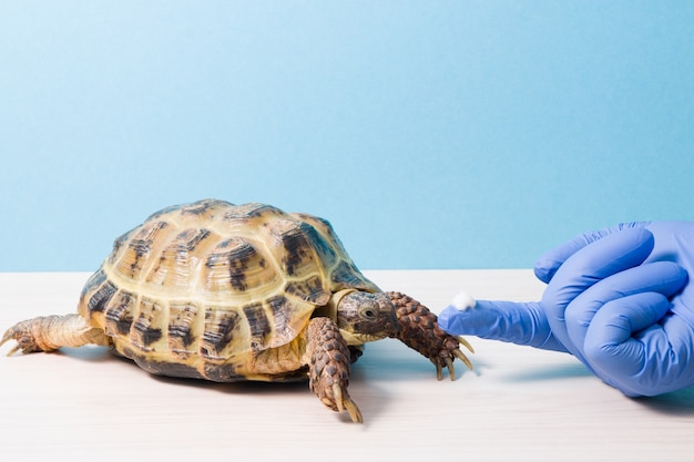 La mano dell'unguento veterinario dell'erpetologo copre il guscio della tartaruga