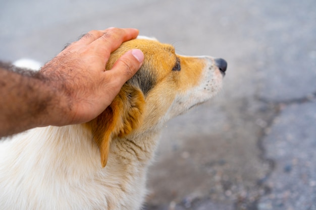 La mano dell'uomo accarezza un cane