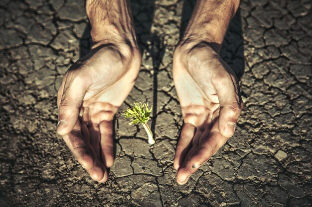 La mano dell'uomo che tiene una pianta verde