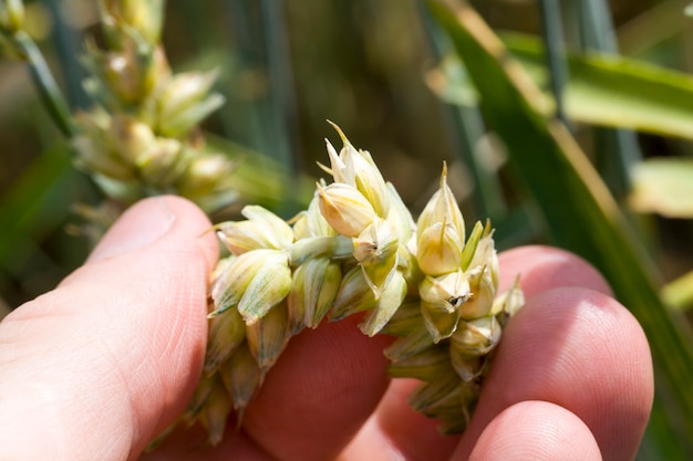 La mano dell'uomo controlla la spighetta di grano verde, primo piano su un campo agricolo nella stagione primaverile o estiva