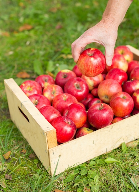 La mano dell'uomo ha messo la mela rossa in scatola in giardino