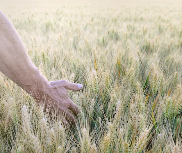 La mano dell&#39;uomo in campo