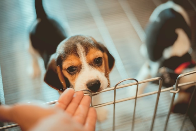 La mano dell&#39;uomo sta chiamando il cagnolino che è entrato per esprimere fiducia.