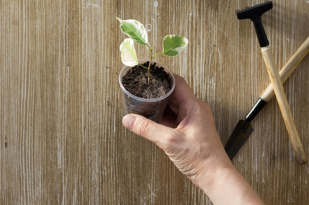 La mano della donna che tiene il taglio del ficus piantato nella tazza di plastica sui precedenti di legno