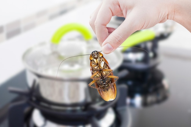 La mano della donna che tiene lo scarafaggio sullo sfondo della cucina elimina lo scarafaggio in cucina