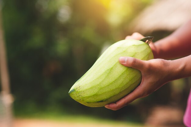 La mano della donna che tiene un mango e sbuccia.