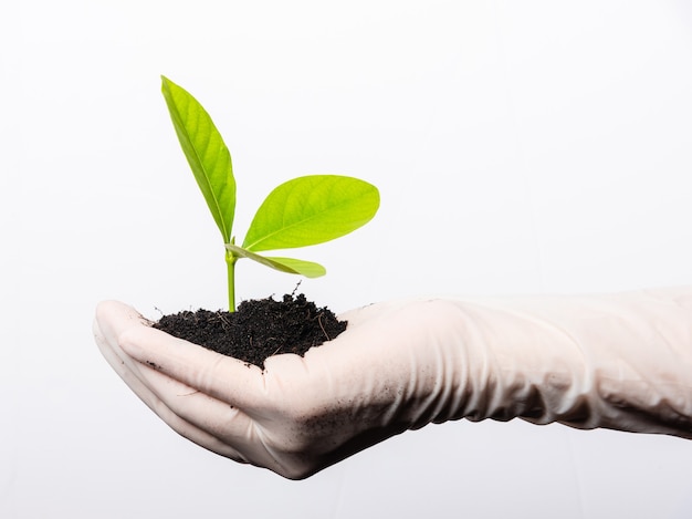 La mano della donna del ricercatore indossa guanti di gomma che tengono la giovane pianta verde con terreno nero fertile sul palmo