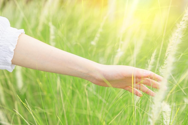 La mano della donna di bellezza che tocca il campo di fiori dell'erba verde per la felicità della libertà si rilassa con il concetto della natura