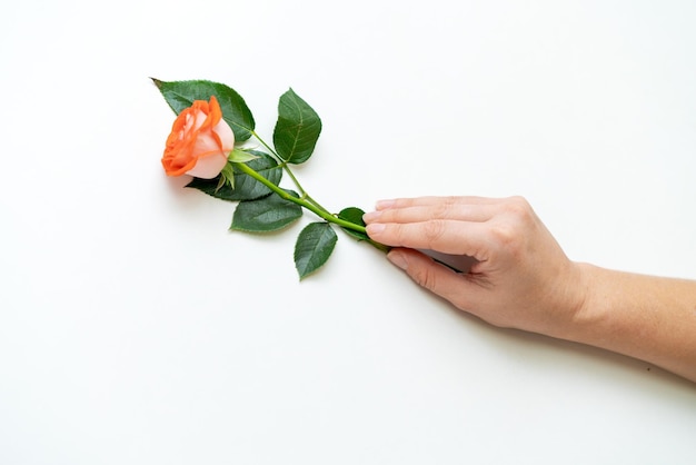 La mano della donna di bellezza con fiori di rosa si trova sullo sfondo bianco del tavolo