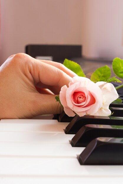 La mano della donna ha messo una rosa rosa sulla tastiera di piano.