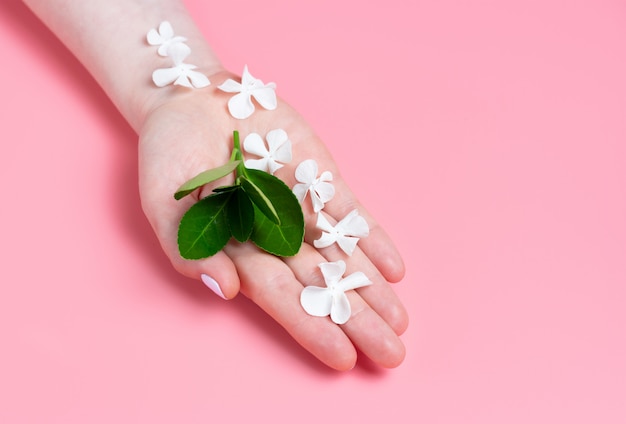 La mano della donna tiene foglie verdi e fiori bianchi su sfondo rosa, copia spazio