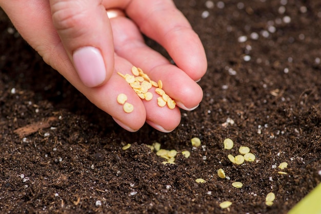 La mano della donna tiene i semi di peperoncino pronti per la semina nel contenitore