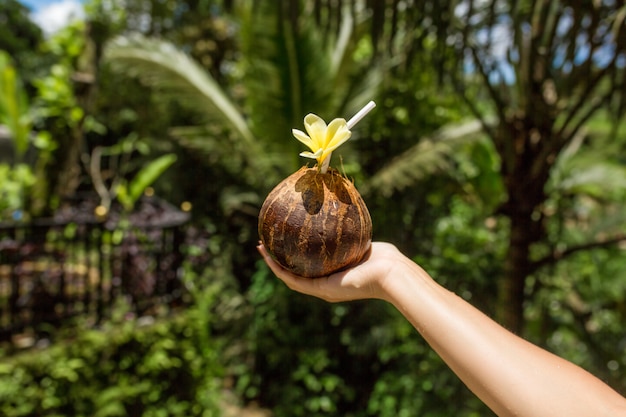 La mano della donna tiene la bevanda della noce di cocco con il fiore giallo su. verde giungla