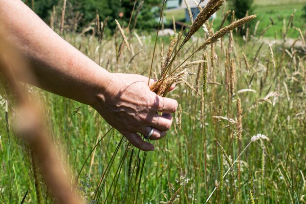 La mano della donna tocca l&#39;erba, &quot;la sensazione della natura&quot;