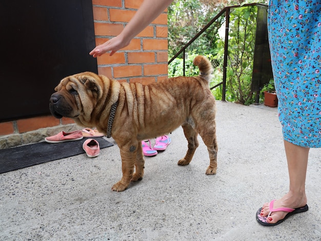 La mano della giovane donna raggiunge la testa del cane per accarezzarla