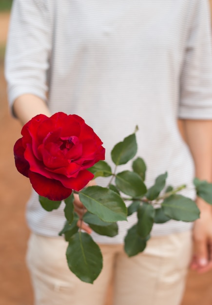 La mano della ragazza dà una rosa rossa.