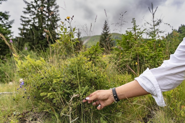 La mano della ragazza raccoglie i mirtilli in montagna, foto in primo piano Foto di alta qualità