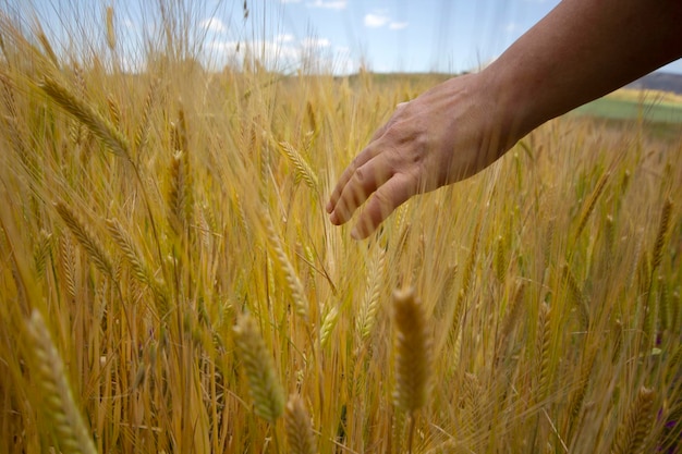 La mano della ragazza tocca spighe di grano mature