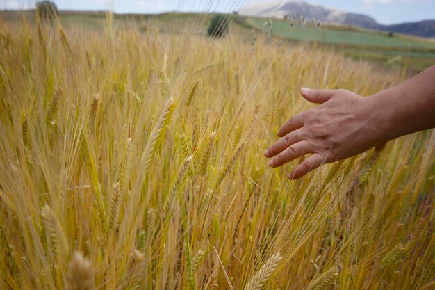 La mano della ragazza tocca spighe di grano mature