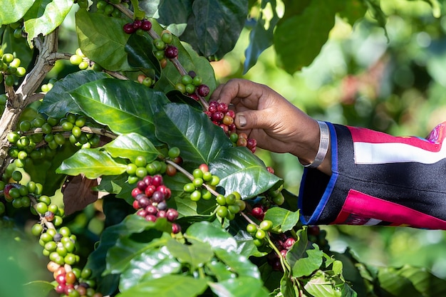 La mano della tribù sta raccogliendo chicchi di caffè dal ramo