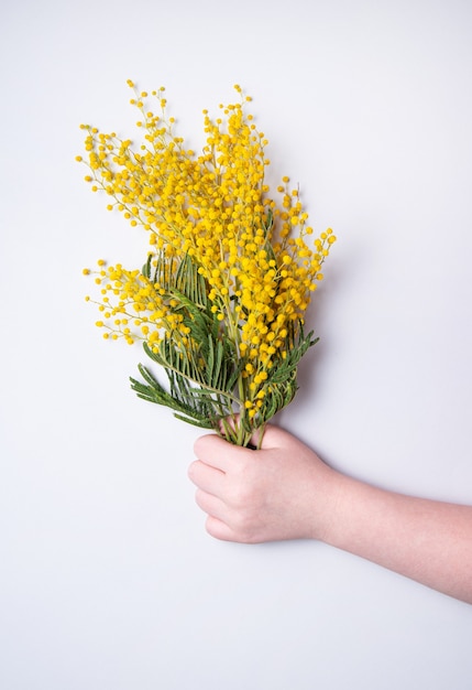 La mano di un bambino tiene un bouquet giallo di mimosa su grigio