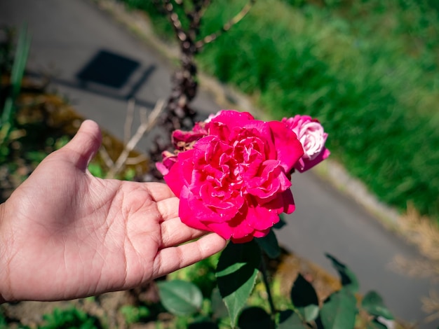 la mano di un bambino tocca una rosa nel giardino