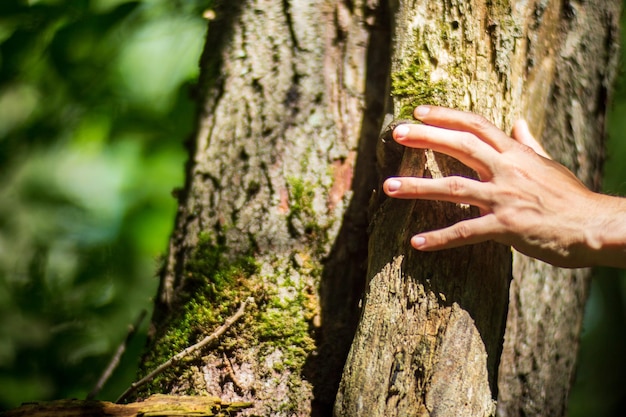 La mano di un uomo tocca il tronco dell'albero in primo piano, la corteccia del legno, la cura per l'ambiente, il concetto di ecologia di salvare il mondo e amare la natura da parte dell'uomo.