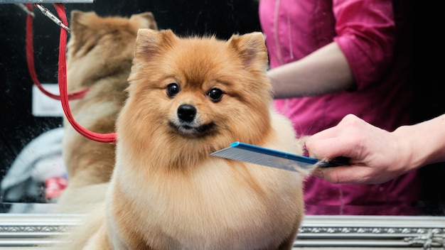 La mano di una donna pettina un Pomerania con i capelli rossi su un tavolo di toelettatura