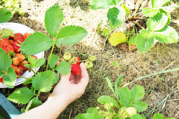 La mano di una donna raccoglie le fragole mature dal giardino