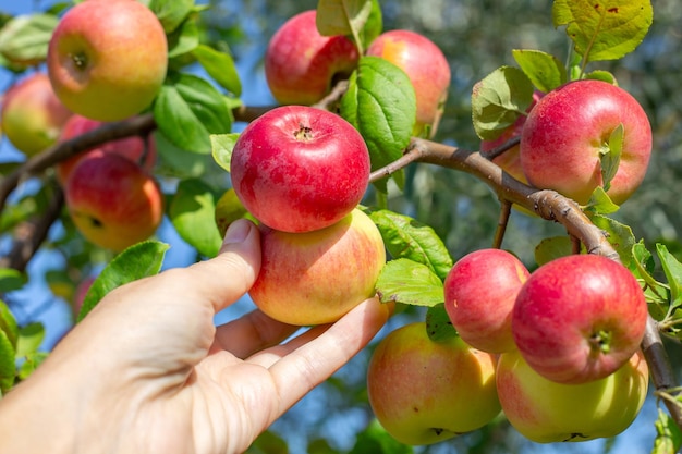 La mano di una donna raccoglie una mela rossa matura da un ramo di un albero di mele Vitamine utili Dieta della mela